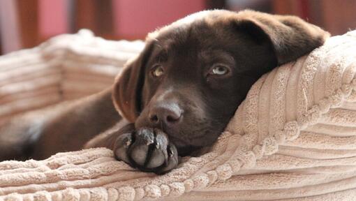 How to keep a puppy sleeping all outlet night